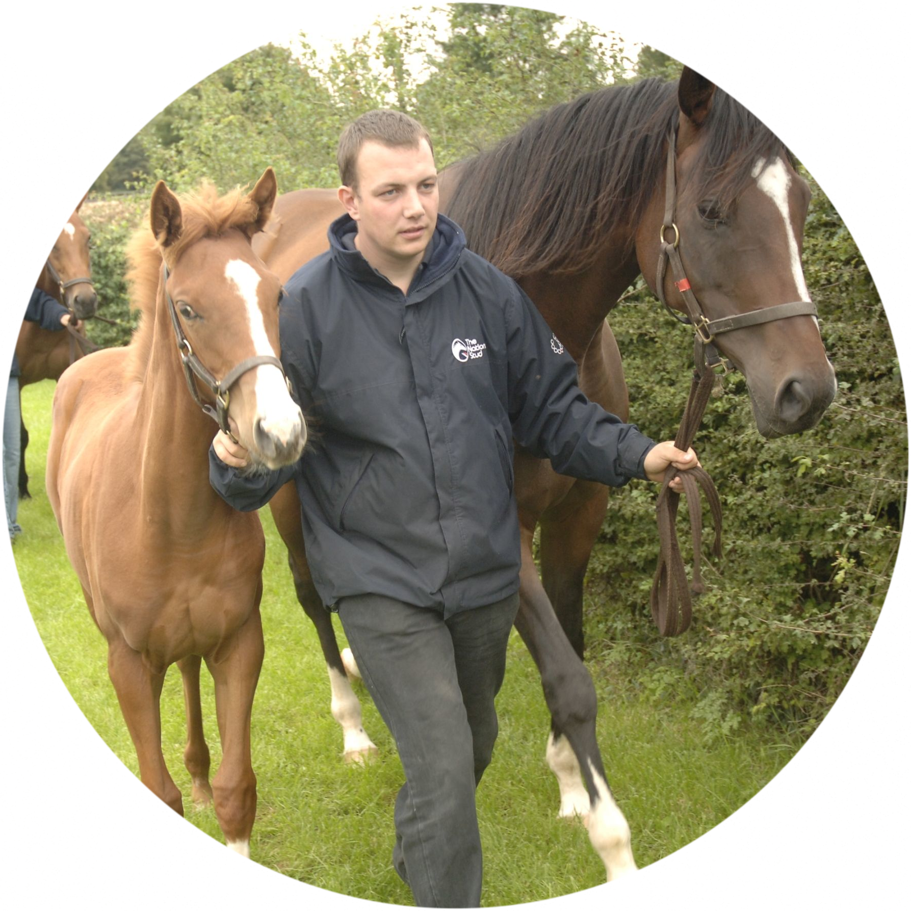 British Grooms Association member with racehorses