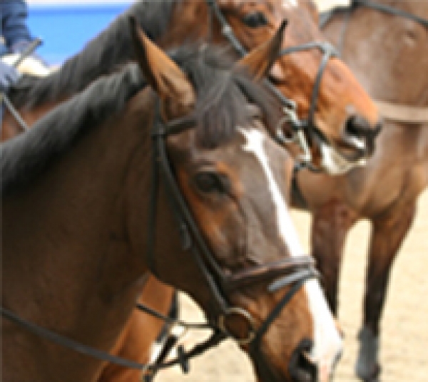 Career with Showing horses