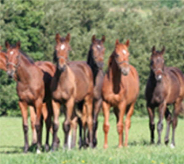 Career in stud work with British Grooms Association