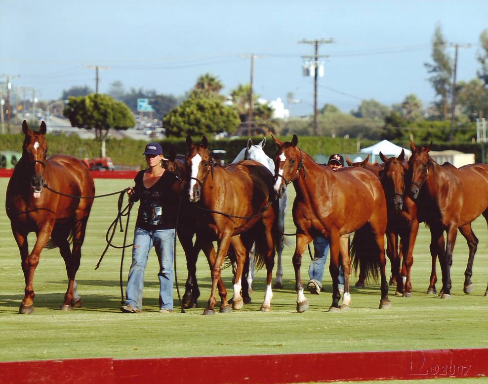 Polo groom member of British Grooms Association