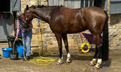 Grooms Life Article Image